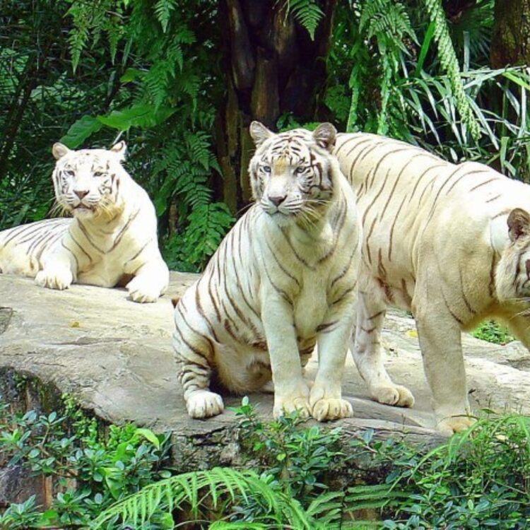 Foto de perfil de WhiteTigerLover