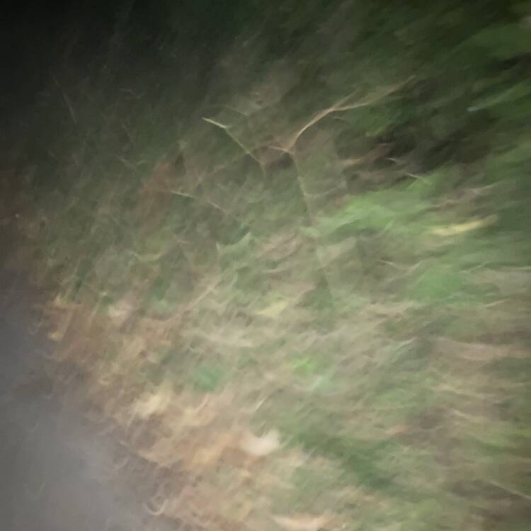Foto de perfil de Josh