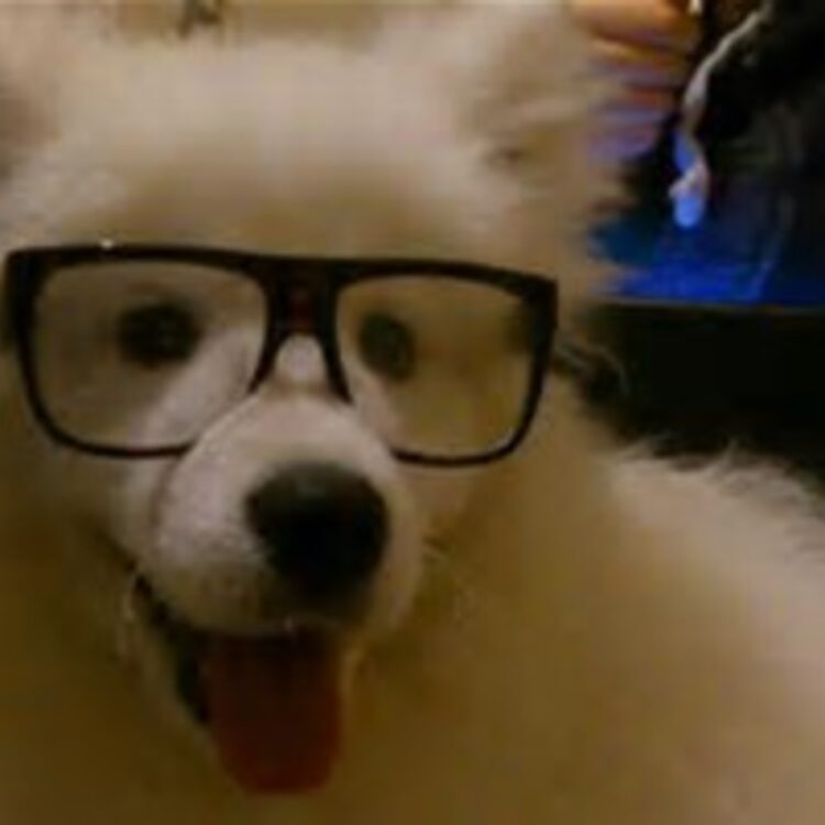 Foto de perfil de FluffyKens