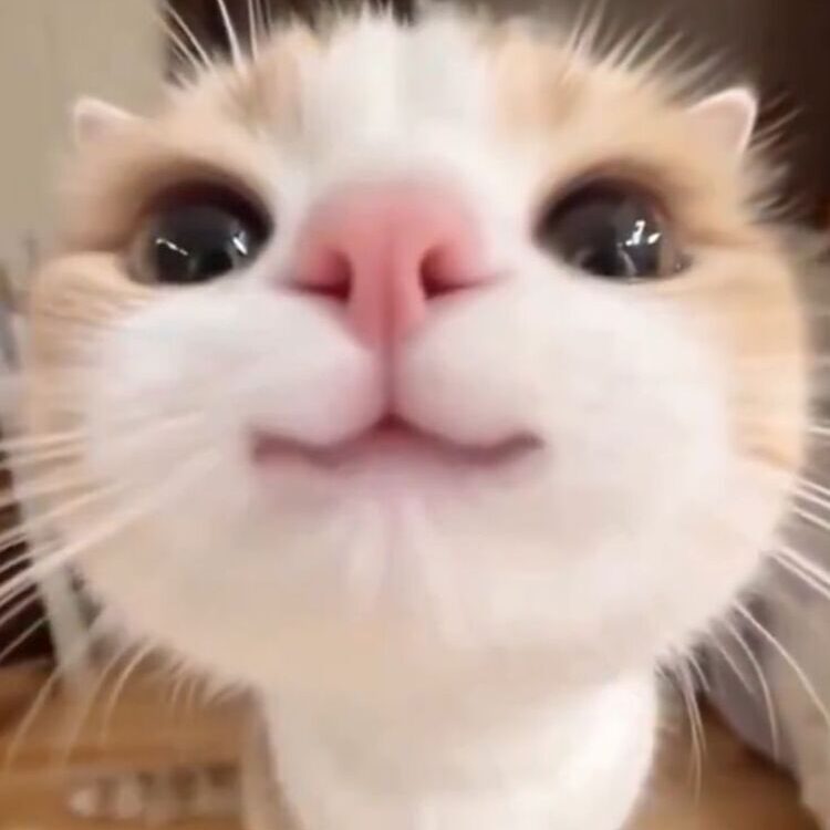 Foto de perfil de Trisha