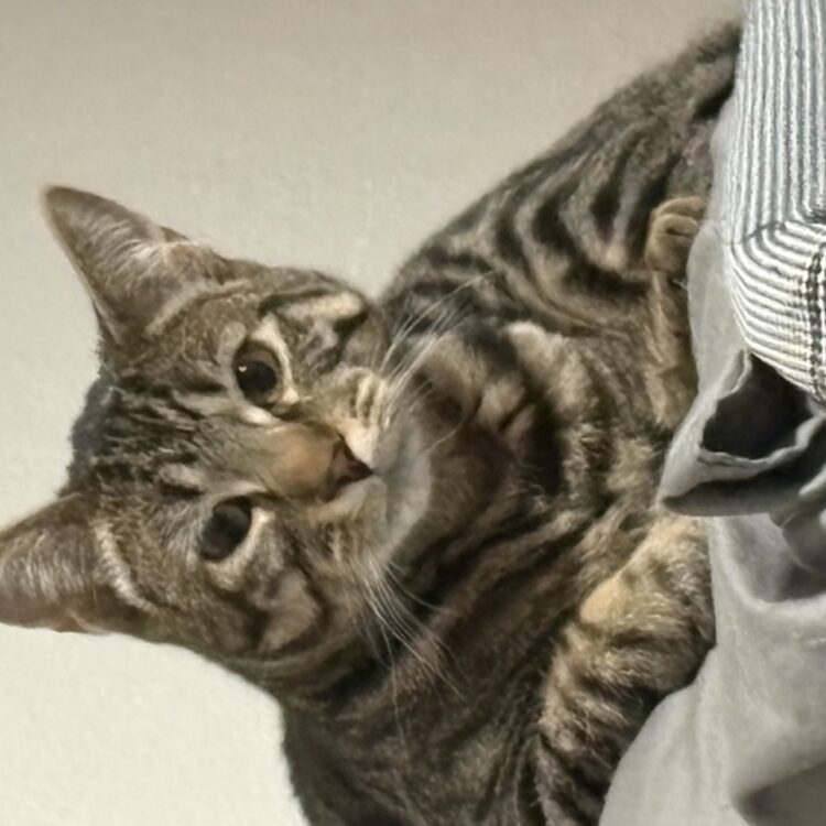 Foto de perfil de Ashtian