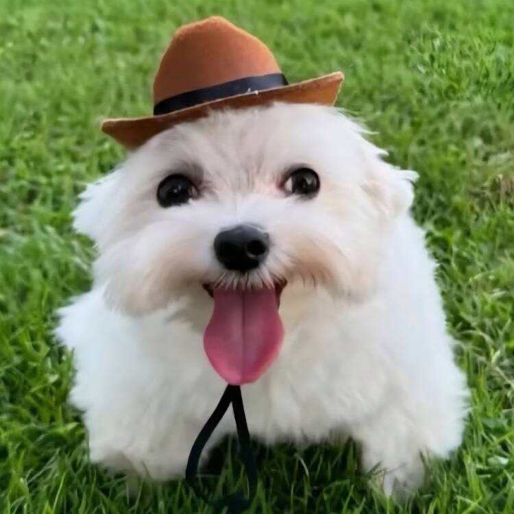 Foto de perfil de G00n