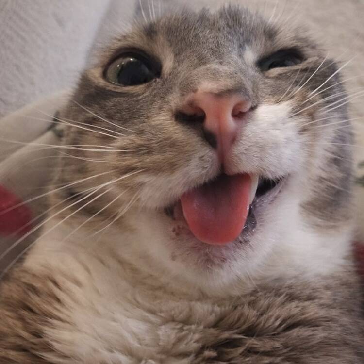 Foto de perfil de juno