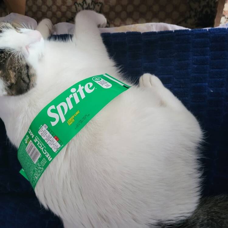 Foto de perfil de Wera