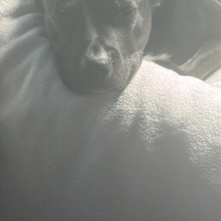 Foto de perfil de Lewis