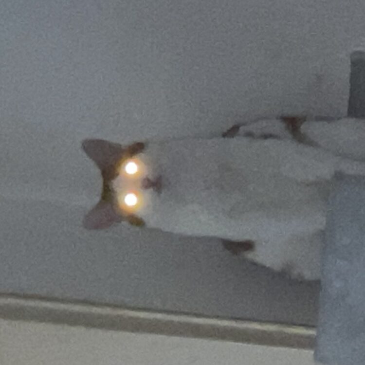 Foto de perfil de Cequito