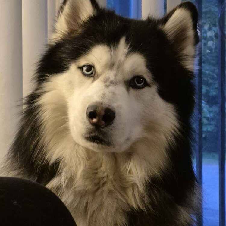 Foto de perfil de Lunan