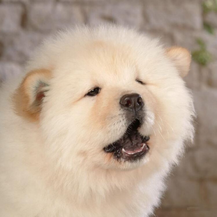 Foto de perfil de laya