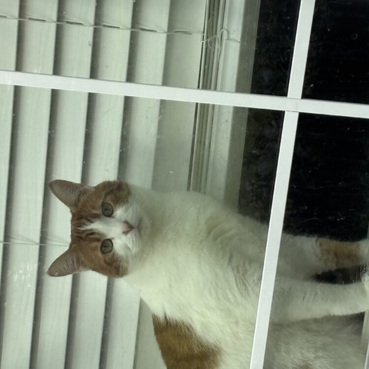Foto de perfil de Kira
