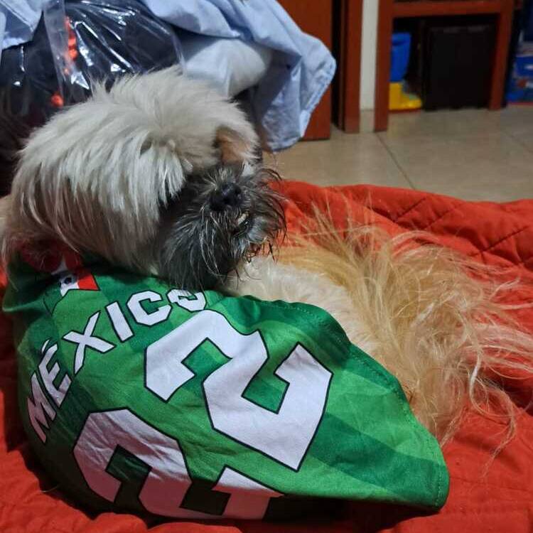 Foto de perfil de Luis