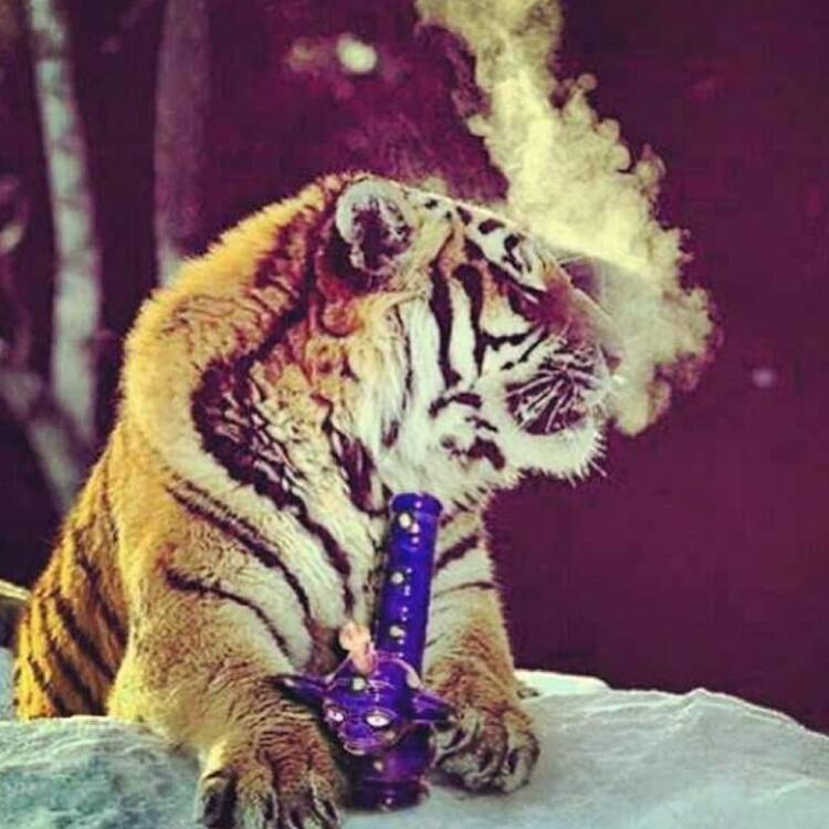 TheStonedTiger