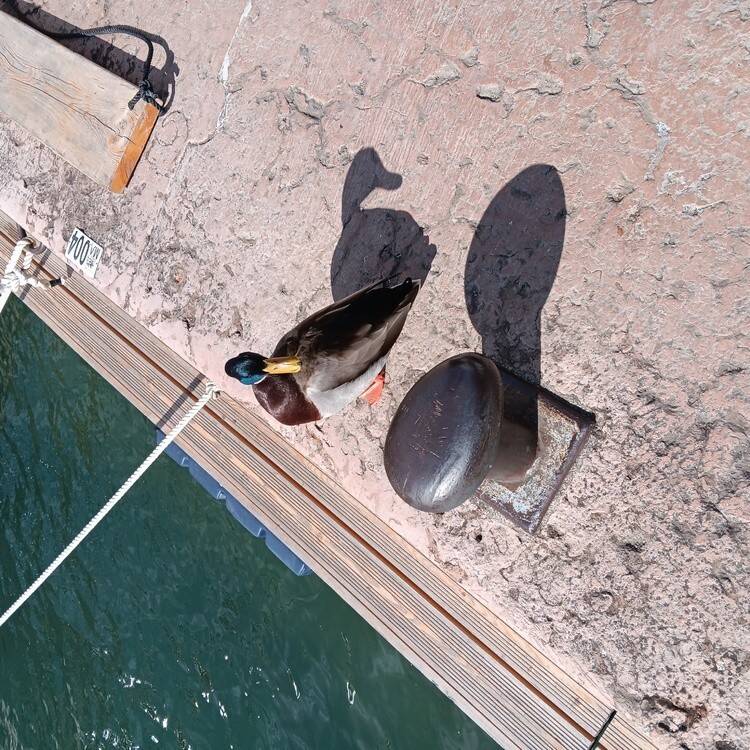 Foto de perfil de marcel