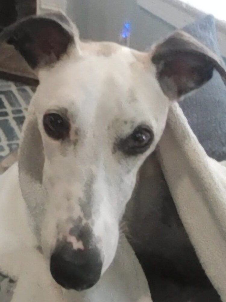 Foto de perfil de BJ