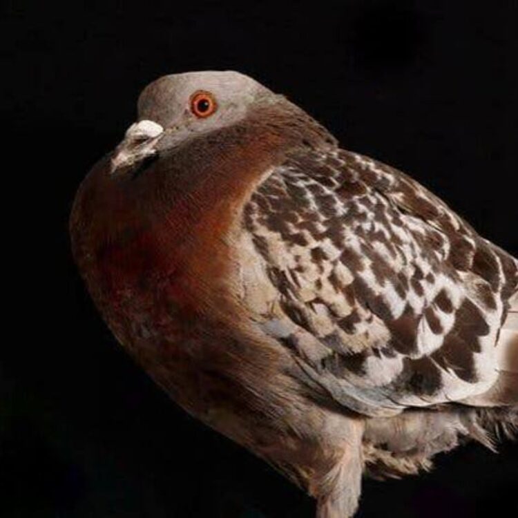 Foto de perfil de eloy